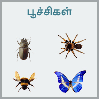 பாடங்கள்