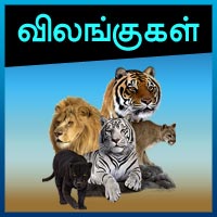 பாடங்கள்