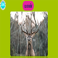 பாடங்கள்